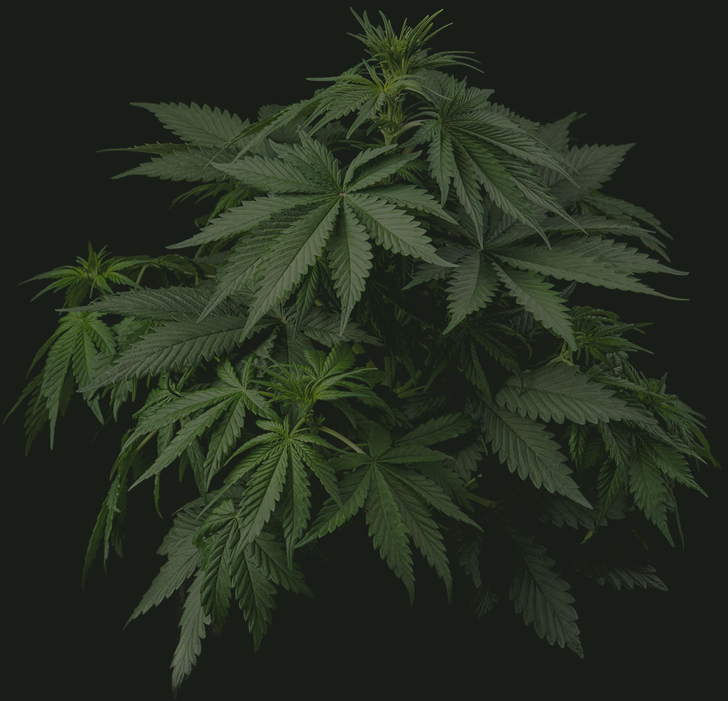 Cannabis Pflanzen Anbau